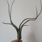 Tillandsia baileyi, Huis en Inrichting, Kamerplanten, Ophalen of Verzenden, Halfschaduw, Minder dan 100 cm