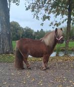 **LEUKE EN HELE LIEVE 6 JARIGE STAMBOEK SHETLANDER MERRIE **, Dieren en Toebehoren, Merrie, A pony (tot 1.17m), 3 tot 6 jaar, Onbeleerd