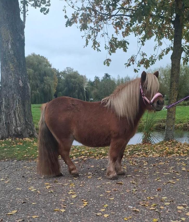 **LEUKE EN HELE LIEVE 6 JARIGE STAMBOEK SHETLANDER MERRIE **, Dieren en Toebehoren, Pony's, Merrie, Onbeleerd, A pony (tot 1.17m)