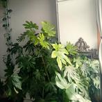 Enorme vingerplant 180cm hoog 130 breed, Huis en Inrichting, Ophalen, Overige soorten, Halfschaduw, In pot