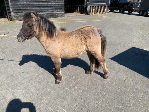 Prachtige toekomstige fokmerrie, Dieren en Toebehoren, Paarden en Pony's | Dekhengsten en Fokmerries, Merrie