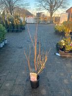 Weigela struik - prachtige bloemen voor uw tuin!, Volle zon, Vaste plant, Lente, Ophalen