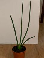 Sanseveria Cylindrica, Huis en Inrichting, Ophalen, Overige soorten, Minder dan 100 cm