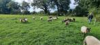 Beweidingsproject gezocht voor koppel Drentse Heide schapen, Dieren en Toebehoren, Schapen, Geiten en Varkens, Meerdere dieren