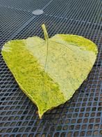 Catalpa blad van keramiek handgemaakt, Ophalen