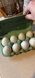 eendeneieren voor consumptie, Dieren en Toebehoren, Pluimvee, Meerdere dieren, Kip