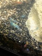 Jong garnalen, Dieren en Toebehoren, Vissen | Aquariumvissen, Kreeft, Krab of Garnaal