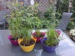 Papyrus in kleurig mandje, meerdere aanwezig, Huis en Inrichting, Kamerplanten, Ophalen, Overige soorten, Minder dan 100 cm
