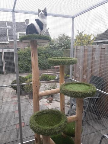 Gegalvaniseerde katten buiten verblijf.  beschikbaar voor biedingen