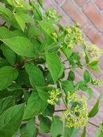 Hydrangea paniculata lime Light pluimhortensia, Tuin en Terras, Planten | Tuinplanten, Halfschaduw, Zomer, Ophalen of Verzenden