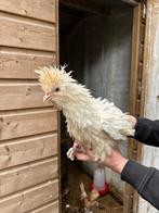 Padua haantjes krul Tolbunt en glad, Dieren en Toebehoren, Pluimvee, Mannelijk, Kip