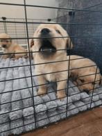 Labrador x golden retriever, Golden retriever, Rabiës (hondsdolheid), Reu, 8 tot 15 weken