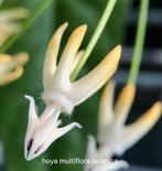 Hoya multiflora  javanica nr 1, Overige soorten, In pot, Minder dan 100 cm, Bloeiende kamerplant