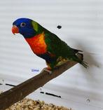 Te Koop, Dieren en Toebehoren, Vogels | Parkieten en Papegaaien, Vrouwelijk, Parkiet, Geringd
