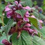Dovenetel Lamium orvala, Overige soorten, Vaste plant, Ophalen of Verzenden, Halfschaduw