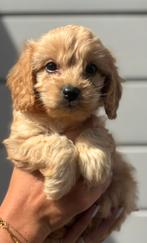 Cavapoo pup (abricot kleur), Dieren en Toebehoren, Honden | Chihuahua's en Gezelschapshonden, Overige rassen, Meerdere, Meerdere dieren