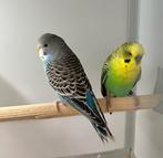 Jonge grasparkiet, Dieren en Toebehoren, Vogels | Parkieten en Papegaaien, Mannelijk, Parkiet, Tam