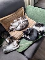 Kittens geboren, Dieren en Toebehoren, Meerdere dieren
