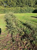 Kurkeiken, jonge aanplant, Tuin en Terras, Planten | Bomen, Ophalen, Volle zon, Overige soorten, Minder dan 100 cm
