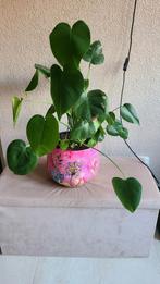 Prachtige royale plant zonder pot, Ophalen, Halfschaduw, Minder dan 100 cm