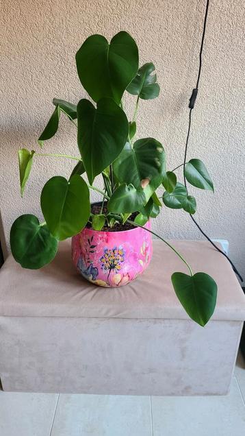 Prachtige royale plant zonder pot beschikbaar voor biedingen