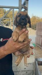 Pup 6, Particulier, Rabiës (hondsdolheid), 15 weken tot 1 jaar, Reu
