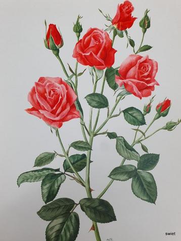 1684 - 1689 Rozenposter Poster prent met rozen AM TRECHSLIN  beschikbaar voor biedingen