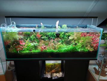 Zeldzame prachtige aquarium planten beschikbaar voor biedingen