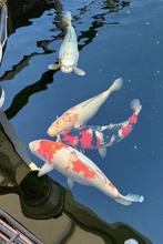 4 Japanse koi karpers +/- 60cm, Dieren en Toebehoren, Karper of Koi
