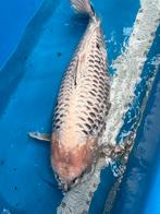 55 cm koi, Dieren en Toebehoren, Vissen | Vijvervissen, Karper of Koi