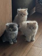 Kruising Siberische en Noorse boskat kittens, Meerdere dieren, Ingeënt, 0 tot 2 jaar