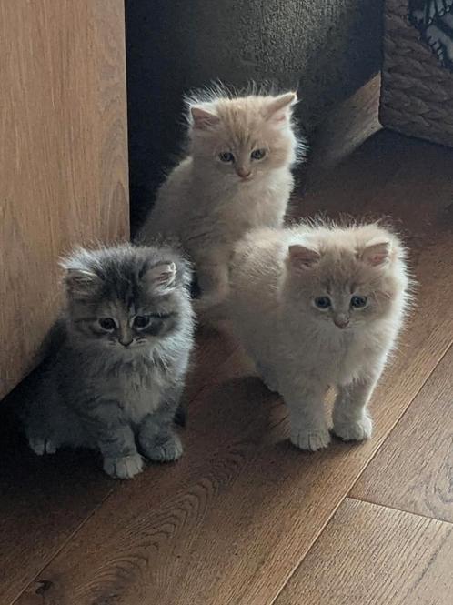 Kruising Siberische en Noorse boskat kittens, Dieren en Toebehoren, Katten en Kittens | Raskatten | Langhaar, Meerdere dieren