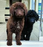 vrolijke labradoodle pups, Dieren en Toebehoren, Overige rassen, CDV (hondenziekte), 8 tot 15 weken, Meerdere