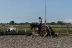 🌸Allerliefste 3.5 jarige merrie, hart van goud🌸, Merrie, Recreatiepony, 3 tot 6 jaar