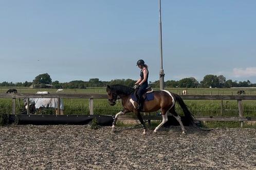 🌸Allerliefste 3.5 jarige merrie, hart van goud🌸, Dieren en Toebehoren, Pony's, Merrie, Recreatiepony, 3 tot 6 jaar