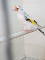 Majoor putter, Dieren en Toebehoren, Vogels | Overige Vogels, Vrouwelijk, Wildzangvogel