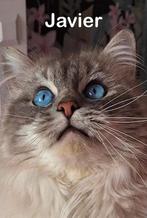 Ter dekking: Ragdoll Dekkater - Blue Lynx - met stamboom, 3 tot 5 jaar