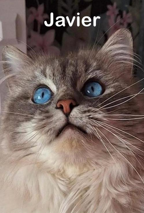 Ter dekking: Ragdoll Dekkater - Blue Lynx - met stamboom, Dieren en Toebehoren, Katten en Kittens | Dekkaters, 3 tot 5 jaar
