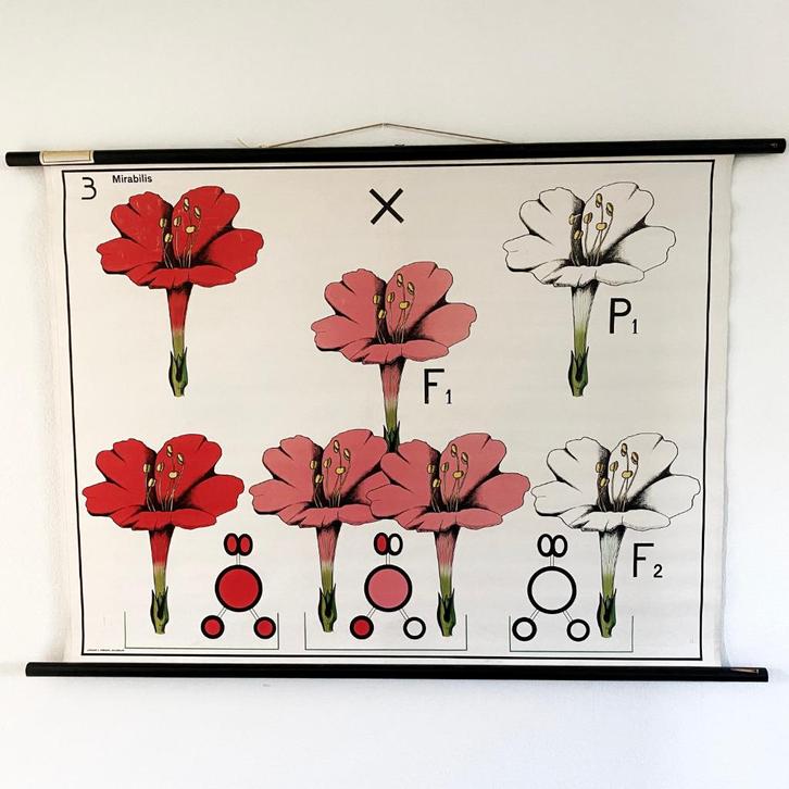 Botanische schoolplaat Nachtschone (mirabilis japala), Antiek en Kunst, Antiek | Schoolplaten, Natuur en Biologie, Ophalen of Verzenden