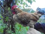 Hollandse Kriel haan, Dieren en Toebehoren, Pluimvee, Mannelijk, Kip