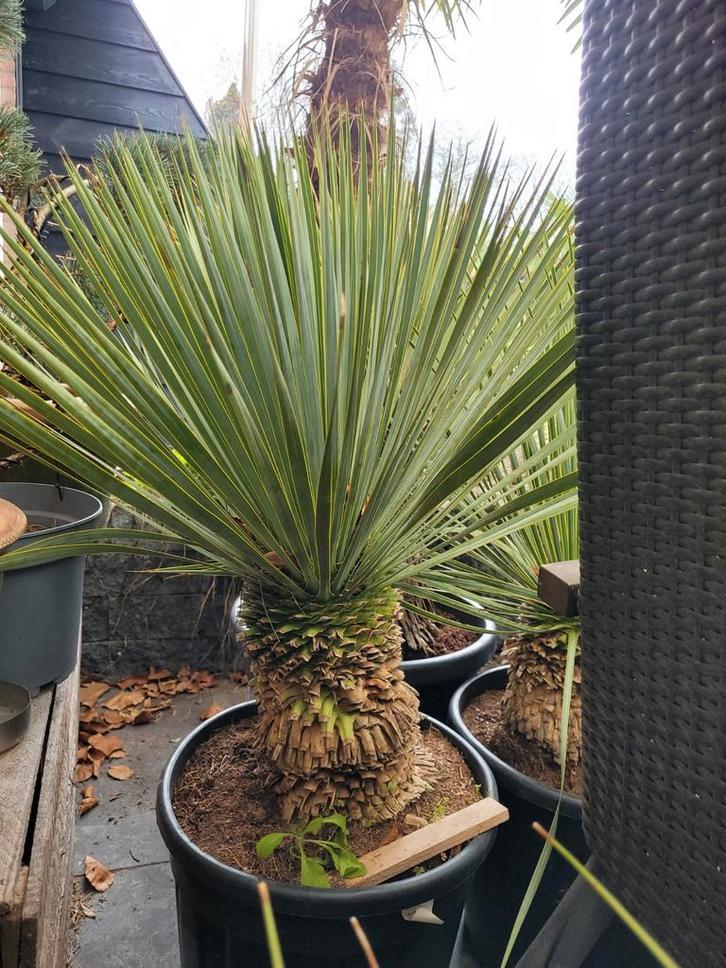 Yucca Rostrata - Prachtige Sierplant voor uw Tuin, Tuin en Terras, Planten | Tuinplanten, Vaste plant, Overige soorten, Volle zon