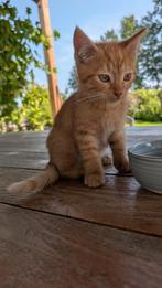 Boederij kitten, Dieren en Toebehoren, Katten en Kittens | Overige Katten, Kater, Kortharig, 0 tot 2 jaar
