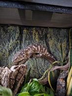 0.1 Pine island leachianus incl. Exo Terra, Dieren en Toebehoren