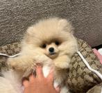 Pomeriaan pup wit/crème raszuiver, Dieren en Toebehoren, Honden | Poolhonden, Keeshonden en Oertypen, Particulier, Reu, 8 tot 15 weken