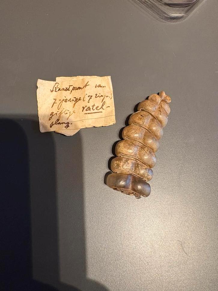 ratel van een ratelslang,  handgeschreven etiket (1900), Verzamelen, Dierenverzamelingen, Verzenden