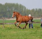 Super lieve ruin te koop, Dieren en Toebehoren, Paarden, Recreatiepaard, B, Ruin