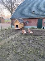 Kalkoenhen te ruil voor haan, Dieren en Toebehoren, Vrouwelijk, Kalkoen