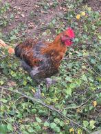 Gratis 2 marans hanen, Dieren en Toebehoren, Pluimvee, Mannelijk, Kip
