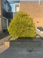 Boom - gratis af te halen!, Tuin en Terras, Ophalen, Lente, Volle zon