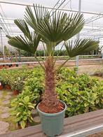 Trachycarpus Wagnerianus palmboom 1.40mtr., 100 tot 250 cm, Zomer, Palmboom, Ophalen